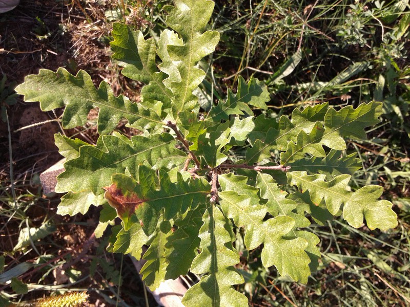 Quercus cerris, Cerro