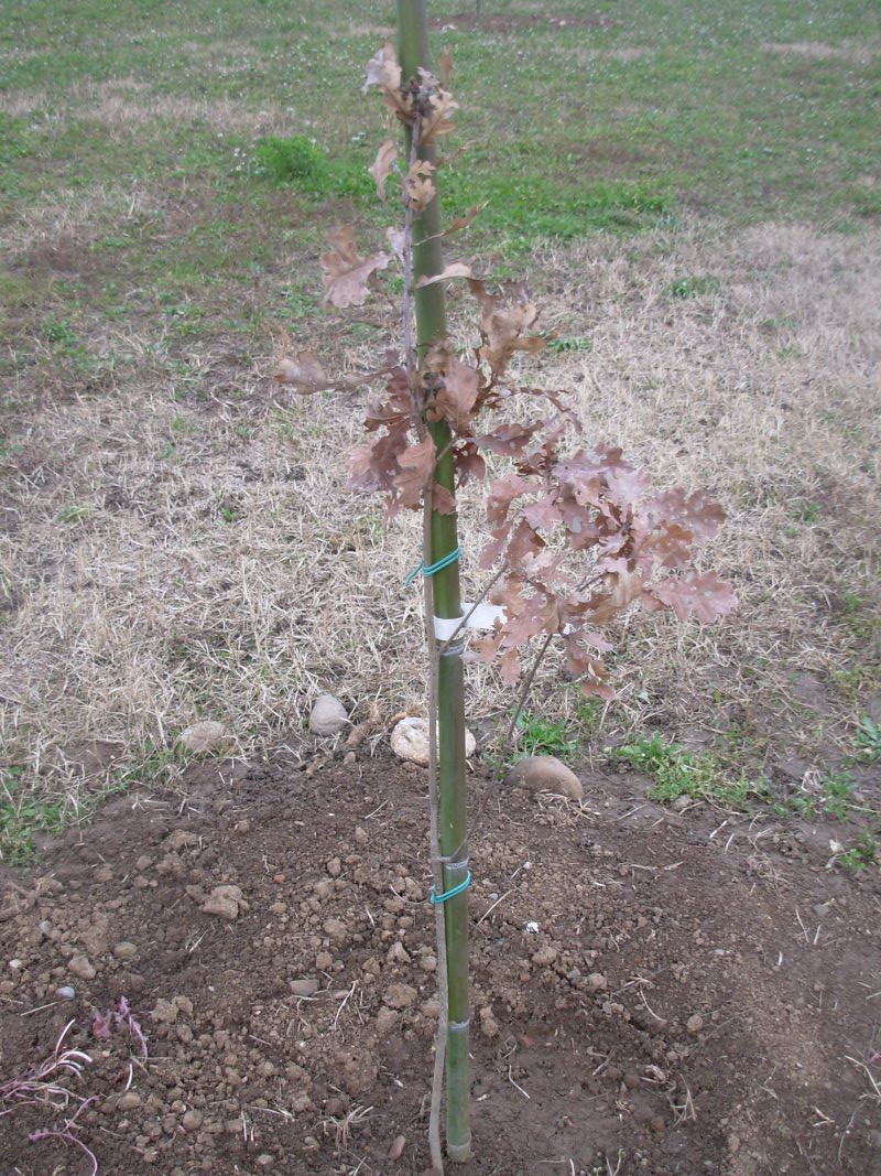 Quercus robur, Farnia