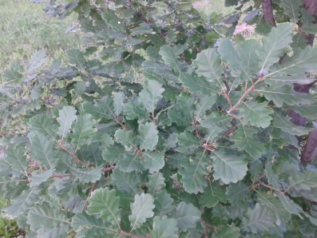 Quercus petrae, Rovere