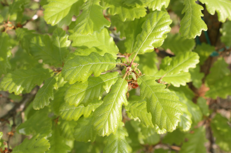 Quercus petrae, Rovere