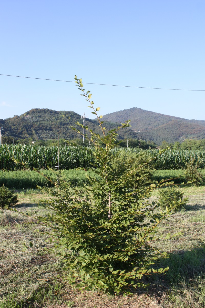 Carpinus betulus, Carpino bianco