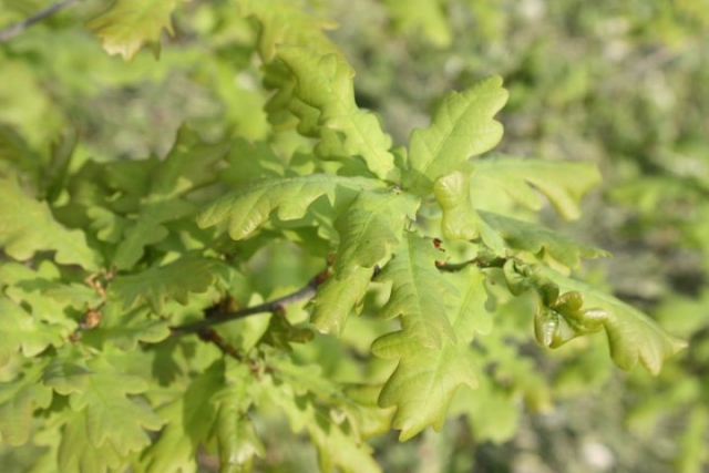 Quercus robur, Farnia