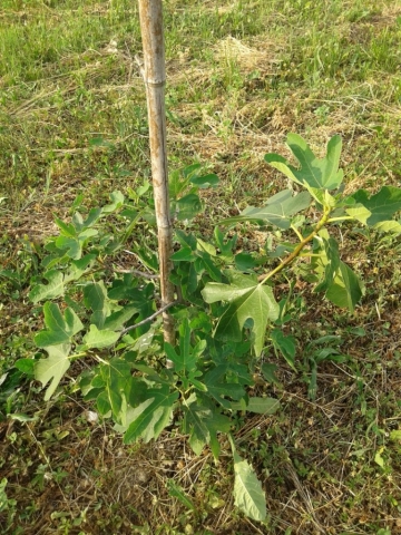 Ficus carica, Fico