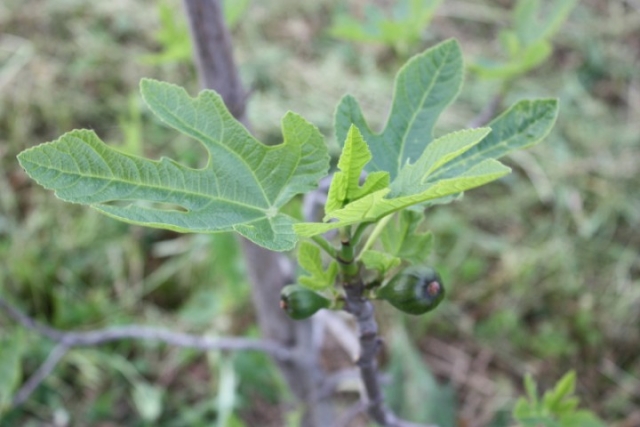 Ficus carica, Fico