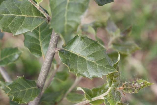 Quercus ilex, Leccio