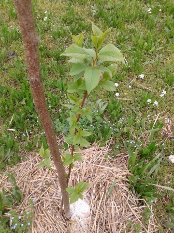 Prunus padus, Pado