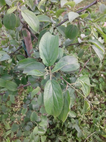 Rhamnus cathartica
