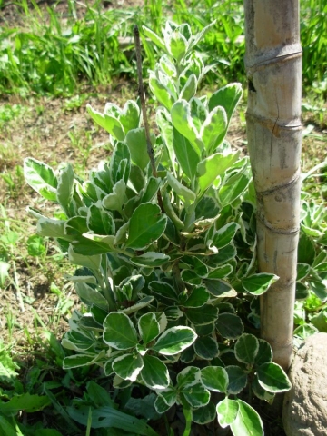 Euonymus fortunei, Evonimo variegato