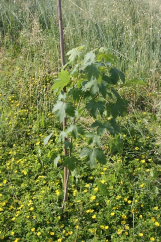 Acer pseudoplatanus, Acero montano