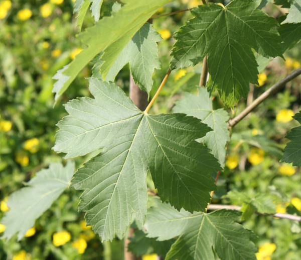 Acer pseudoplatanus, Acero montano