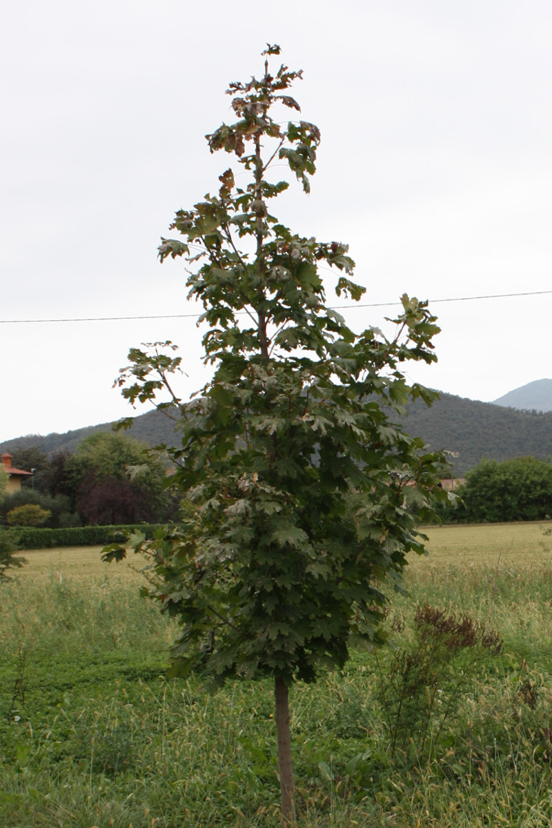 Acer platanoides, Acero riccio