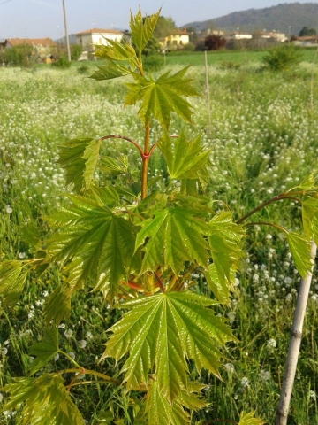 Acer platanoides, Acero riccio