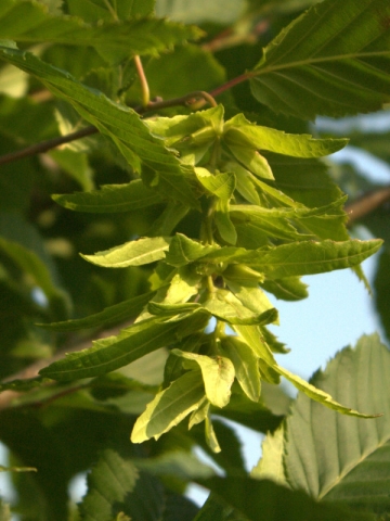 Carpinus betulus, Carpino bianco