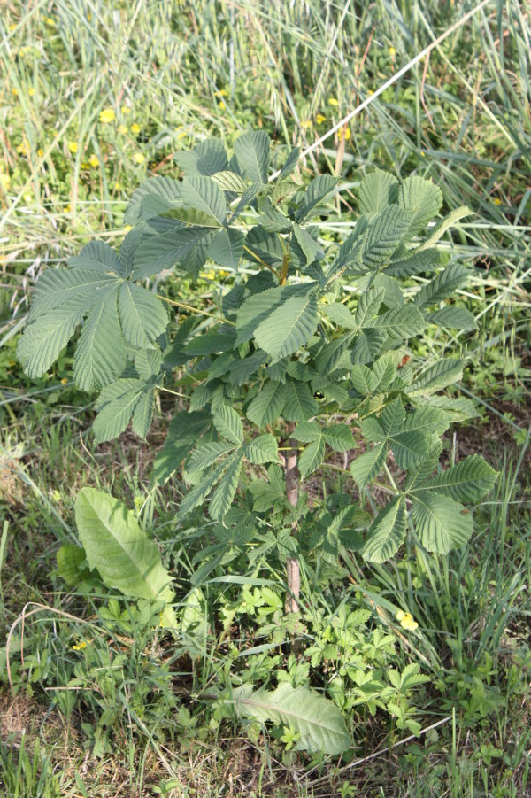 Aesculus hippocastanum, Ippocastano
