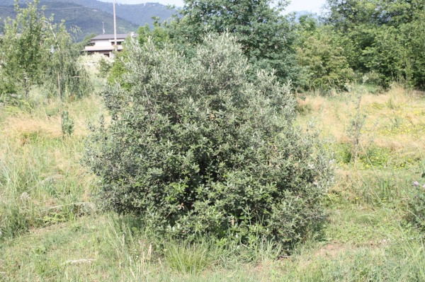 Quercus ilex, Leccio
