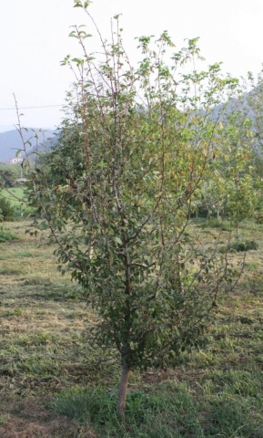 Pyrus pyrifolia, Nashi