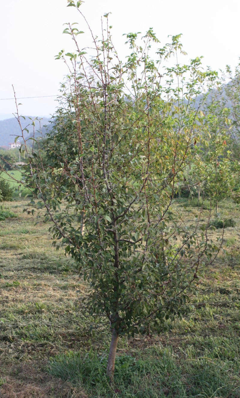 Pyrus pyrifolia, Nashi
