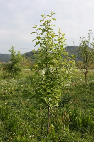 Prunus padus, Pado