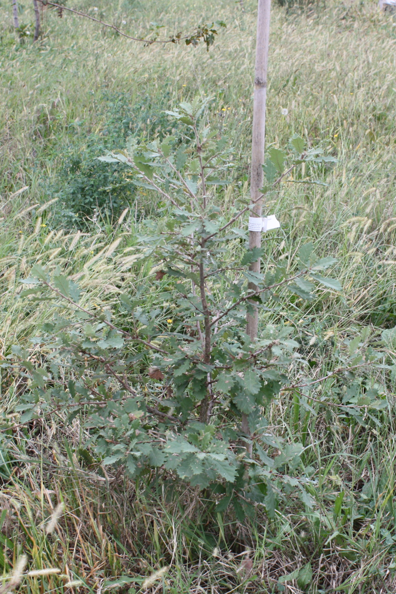 Quercus pubescens, Roverella