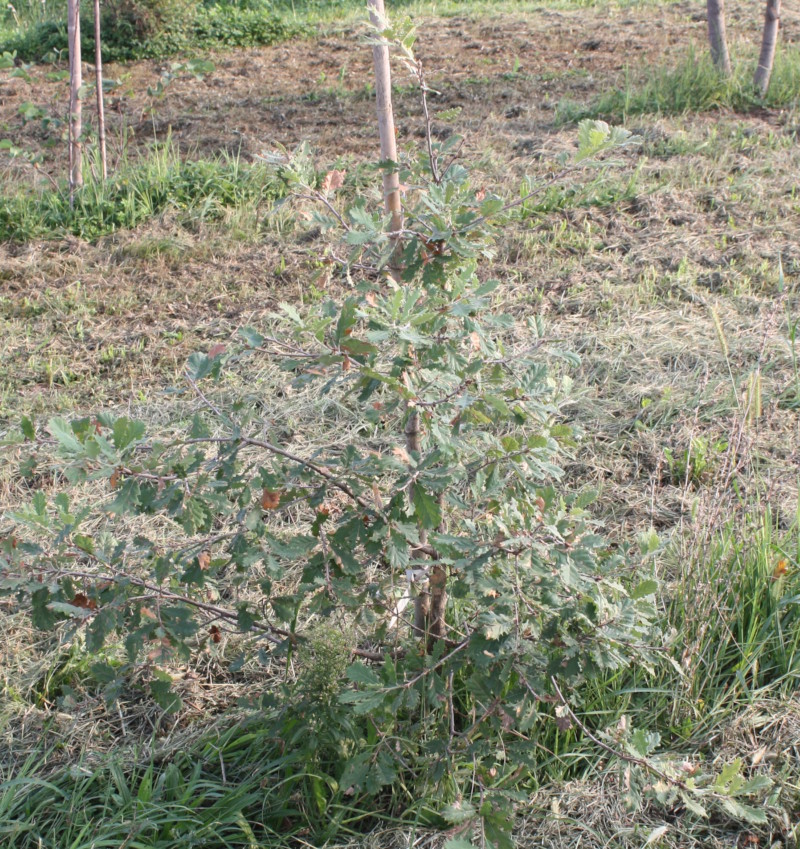 Quercus pubescens, Roverella