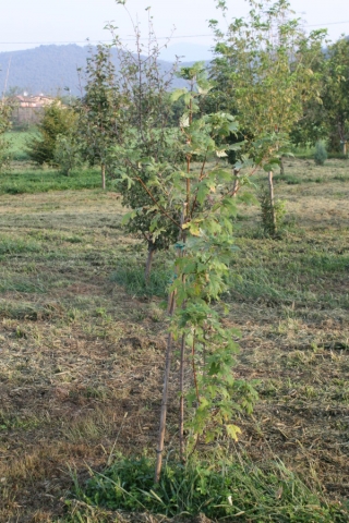 Acer saccharinum, Acero argentato