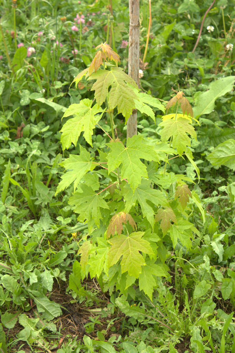 Acer saccharinum, Acero argentato