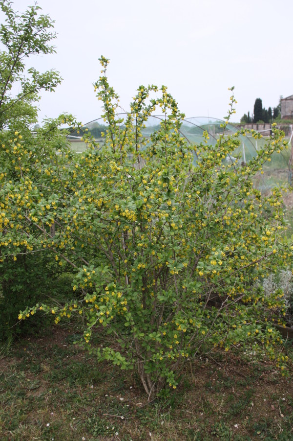 Berberis vulgaris, Crespino