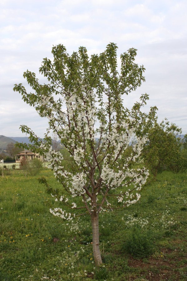 Prunus avium, Ciliegio selvatico