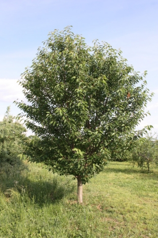 Prunus avium, Ciliegio selvatico
